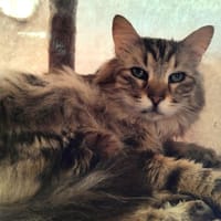 POMME DE PIN PAB28916, chat à adopter