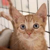 COURTILLES (réservée), chatte à adopter