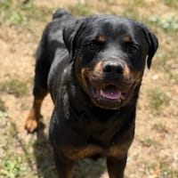 Yakout CAA15516, chienne à adopter