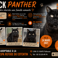 BLACK PANTHER (Réservé), chat à adopter