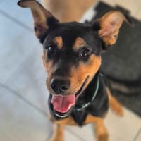 Bambou, chien à adopter