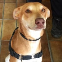 Yuki dit Gamin, chien à adopter