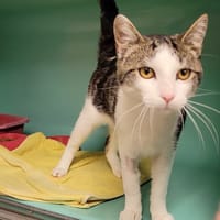 PANACHE PAB28910, chat à adopter