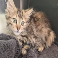 BRITNEY, chatte à adopter