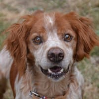 NEYO CHAO, chien à adopter