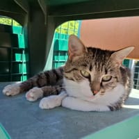 ORDIPHA, chatte à adopter