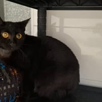 MIMI, chatte à adopter
