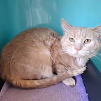 SAM, chat à adopter