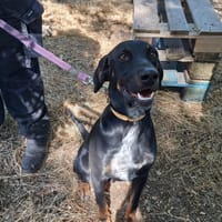JEAN, chien à adopter