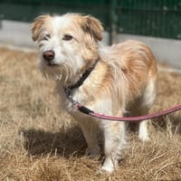 CHANNEL, chienne à adopter