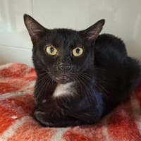 MAX, chat à adopter