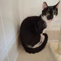 TWIX, chat à adopter