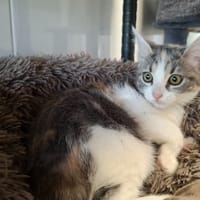 TAGADA, chatte à adopter