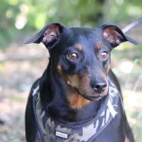 TWIST DIT GOLIATH, chien à adopter