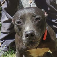 FALONE, chienne à adopter