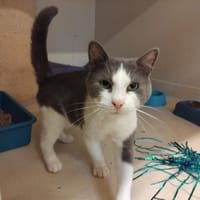 PAB28925 BERRY, chat à adopter
