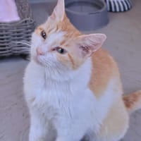 Châtaigne, chatte à adopter