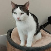 PAB28920 Twinkle, chat à adopter