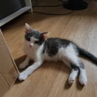 BIDDUT, chatte à adopter