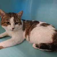BULLE, chat à adopter