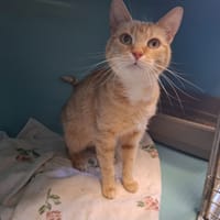 BETADINE, chatte à adopter
