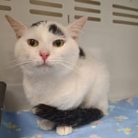 MINOU, chat à adopter