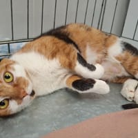 JOSIANE, chatte à adopter