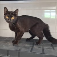 AUTOMNE, chatte à adopter