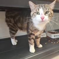 CHAMALLOW, chat à adopter