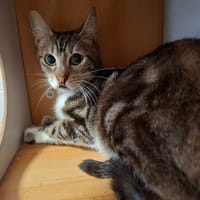 CAMILLE, chatte à adopter