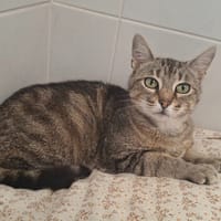 KITCHEE, chatte à adopter