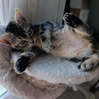 PUMBA, chat à adopter