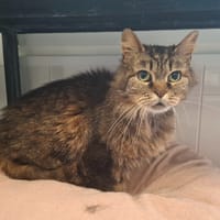 CHIPIE, chatte à adopter
