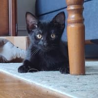 REGLISSE, chat à adopter