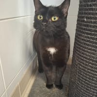 BLUM, chat à adopter