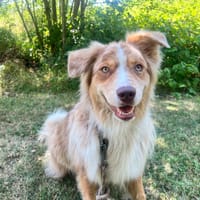 KOYA (OAA20062), chien à adopter