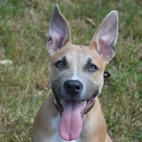 LOLA CHAO, chienne à adopter