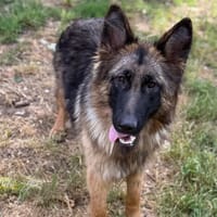 Douchka CAA15505, chienne à adopter