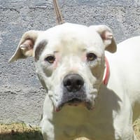 BLANCHE, chienne à adopter