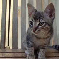 PIOU PIOU, chat à adopter