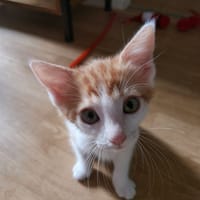 HIBA, chat à adopter