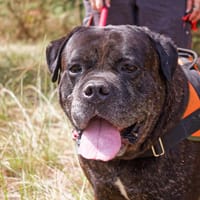 RHELFIE, chien à adopter