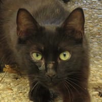 THORIEL, chatte à adopter