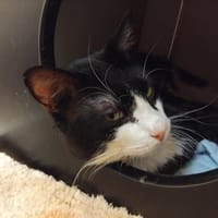 Oogie-Boogie PAB28917, chat à adopter