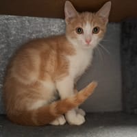 DRAGIBUS, chat à adopter