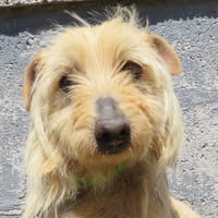 VITO, chien à adopter