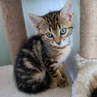 BIANCA, chatte à adopter