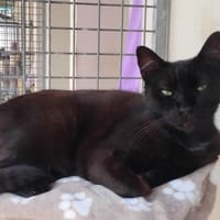PAB28922 AZUR, chatte à adopter