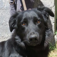 ROMA, chien à adopter