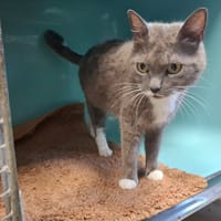 BADDY, chatte à adopter